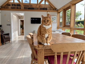 Dining Table Cat- click for photo gallery
